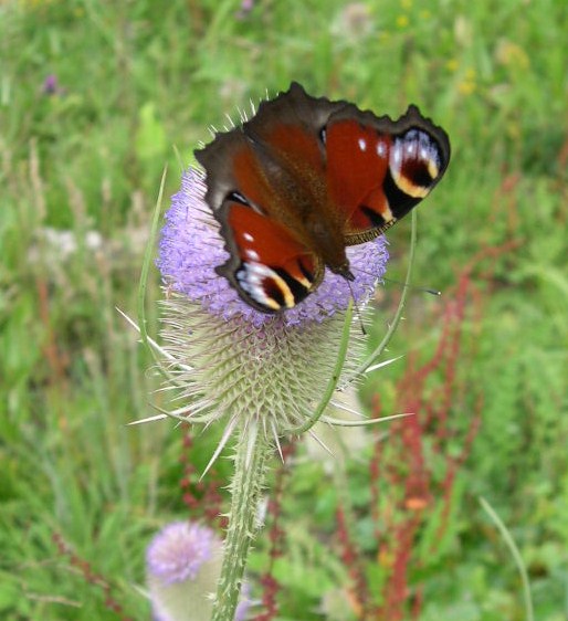 Peacock Butterfly 